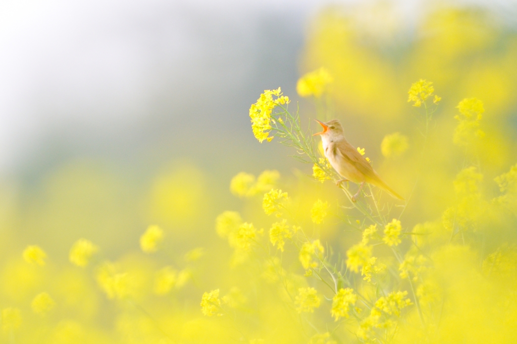  菜の花コレクション No.10