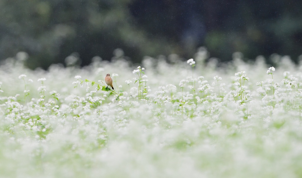 ９月の雨