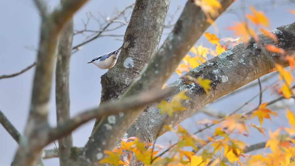 秋色の山２（ゴジュウカラ）