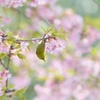 さくらとメジロ
