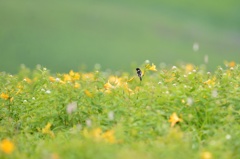 高原の小さなことり（２）