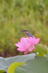 蓮の花にカワセミ