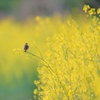 菜の花とノビタキ