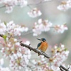 桜まつりにて