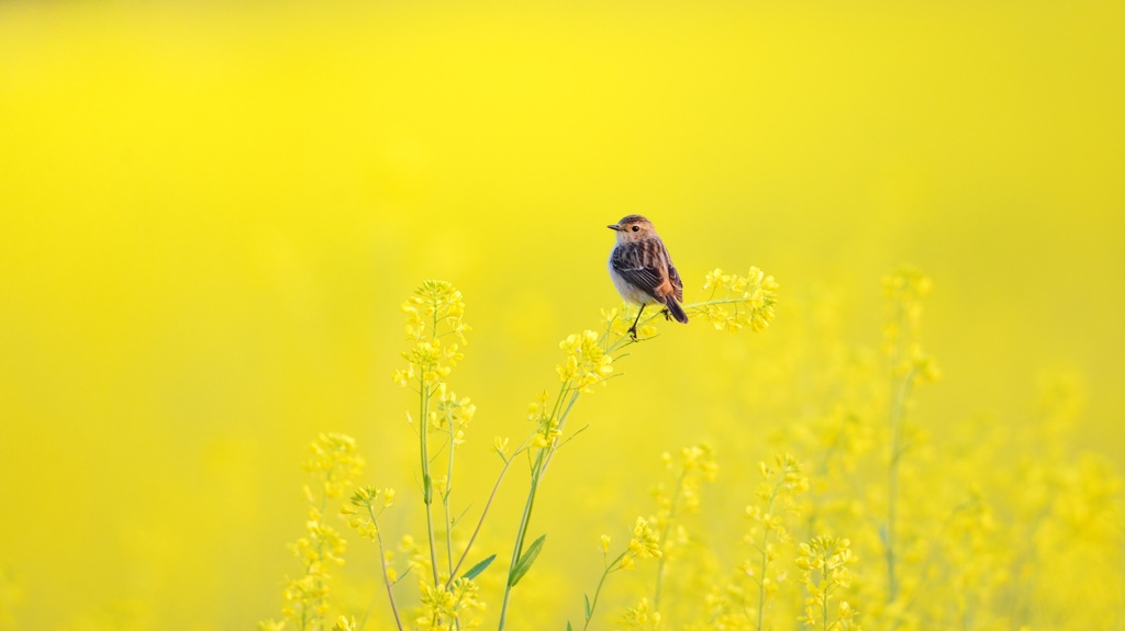 菜の花とノビタキ