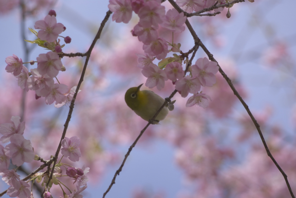 どれがいいかな