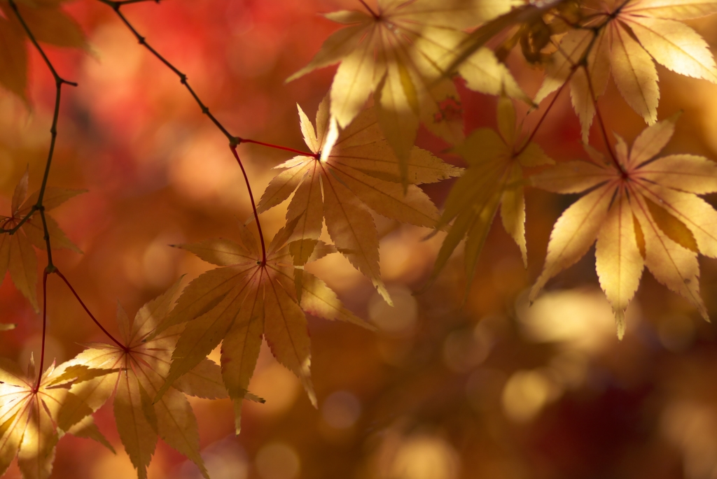 2006 紅葉
