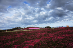 高原の芝桜