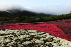 茶臼山高原の芝桜
