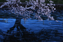 桜　藍の時間