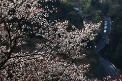 吉野のお山