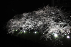 山崎川の桜