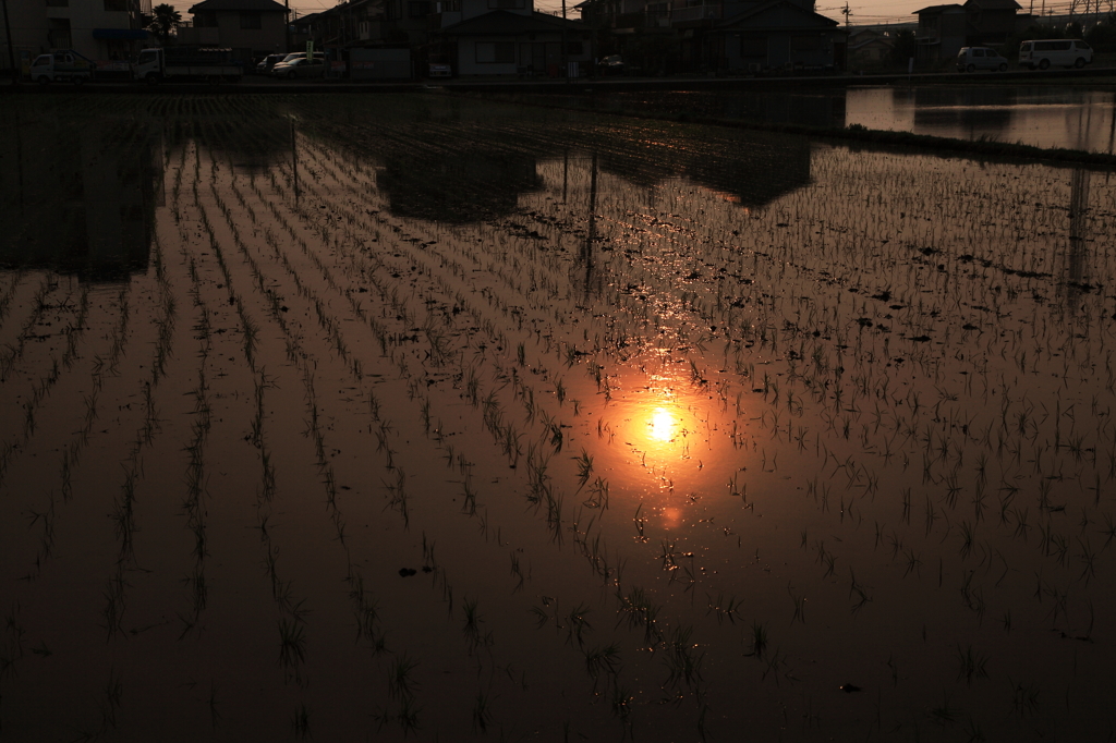 The rice planting