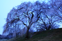 風　桜　乱れて