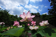 夏だ!! わっしょい 大賀蓮 version