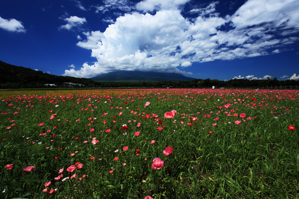 未だ見ぬ　富士山