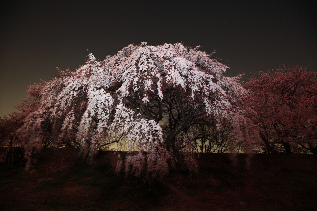 夜桜