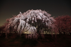 夜桜