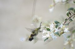 オオスカシバ