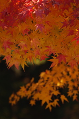 Autumn leaves