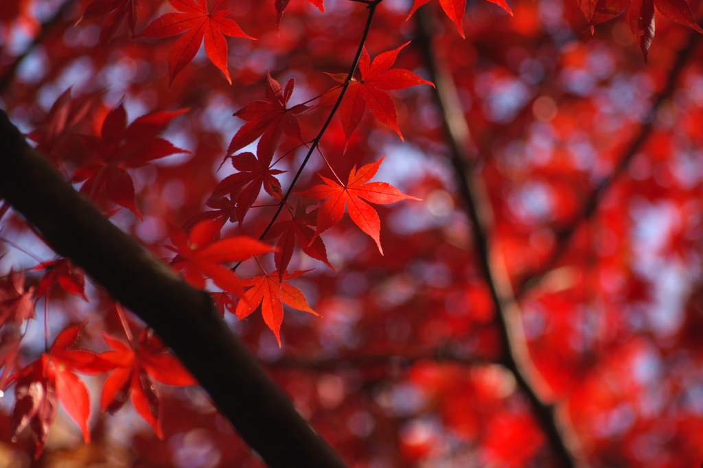 Autumn leaves