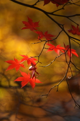 Autumn leaves