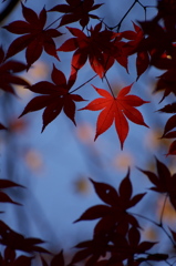 Autumn leaves