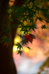 Autumn leaves