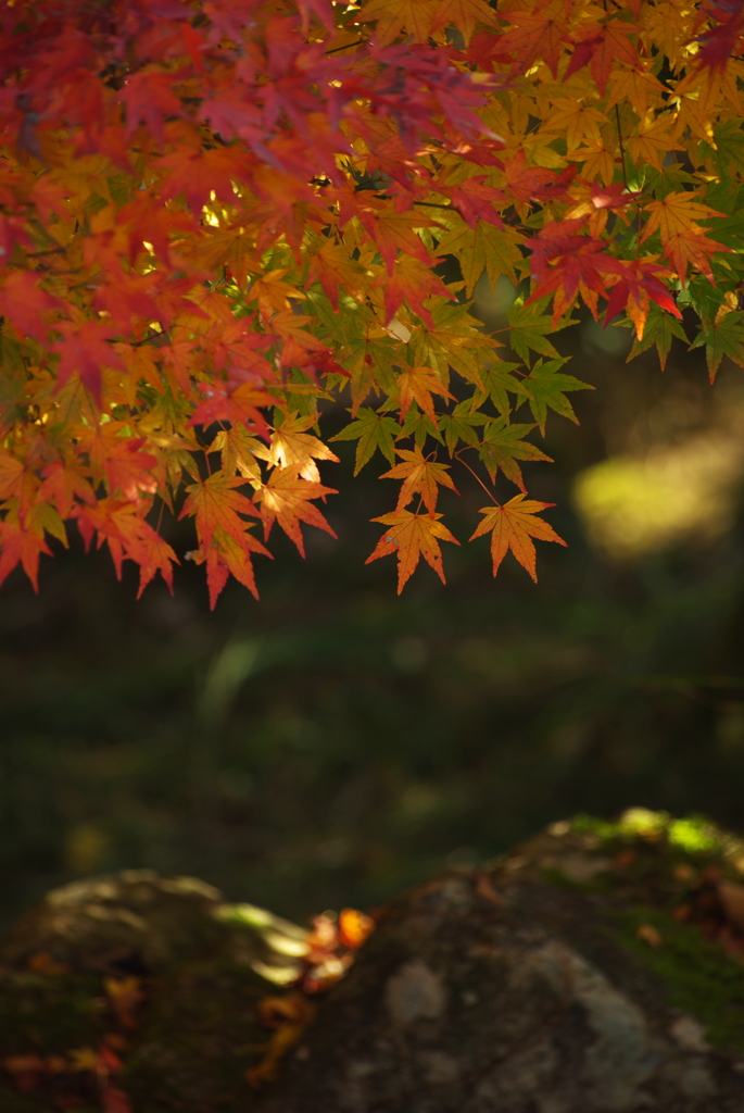 Autumn leaves