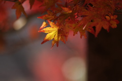 Autumn leaves