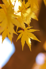 20081113049a