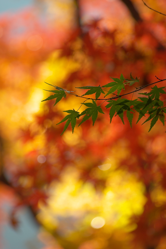 Autumn leaves