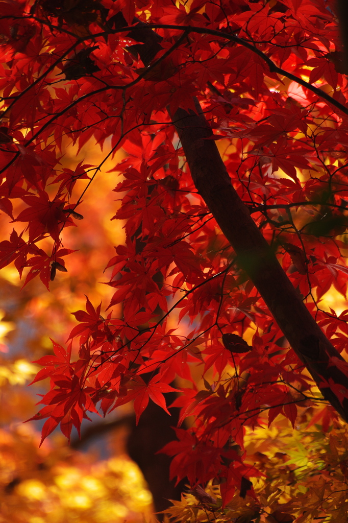 Autumn leaves