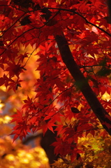 Autumn leaves