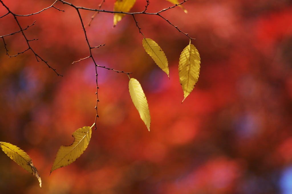 Autumn leaves