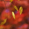 Autumn leaves