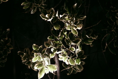 IMGP3262