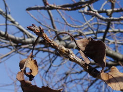 桜の蕾と枯れ葉