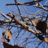 桜の蕾と枯れ葉