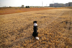 犬