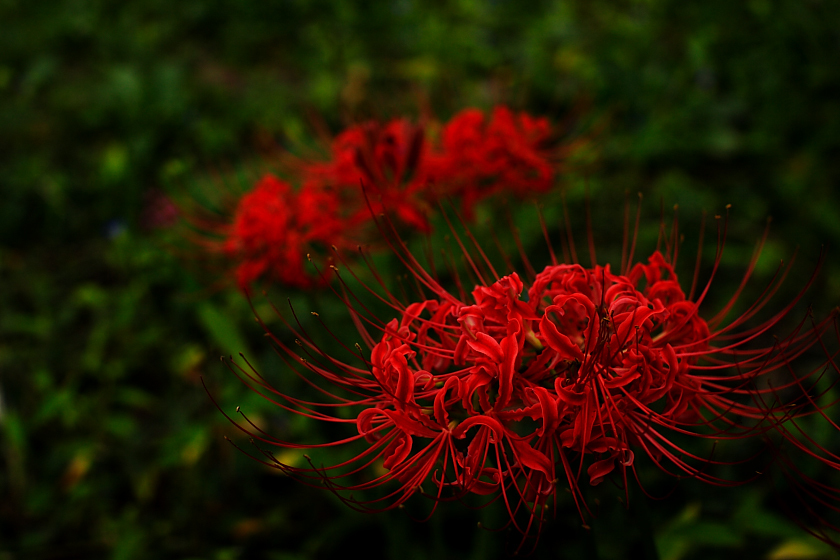 紅