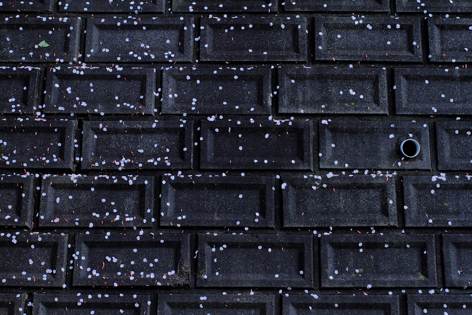 雨・桜・散る。