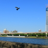 SKY TREE