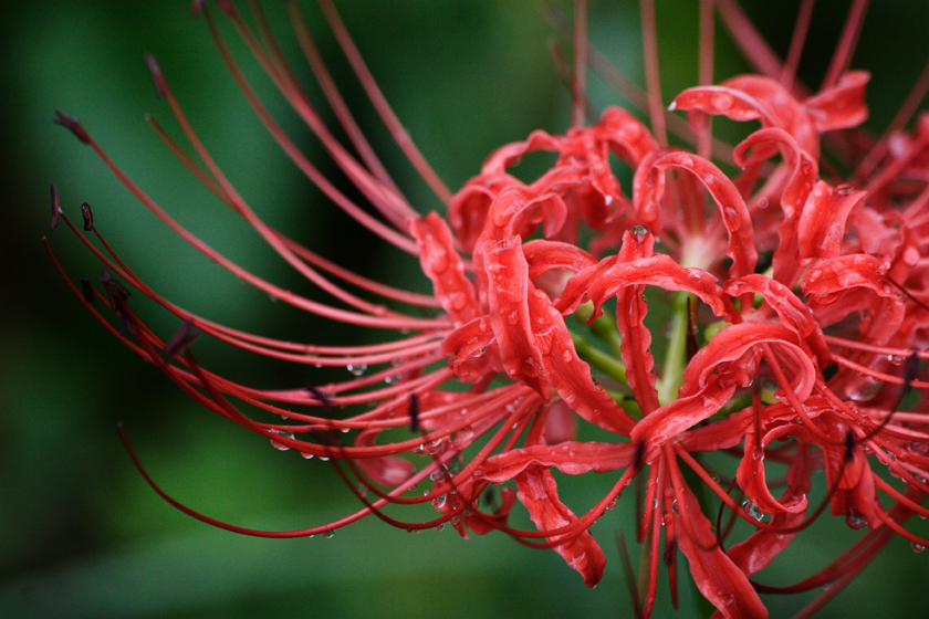 雨×紅