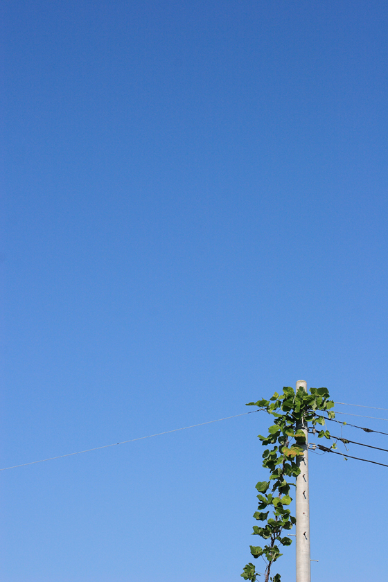 空まで伸びたい