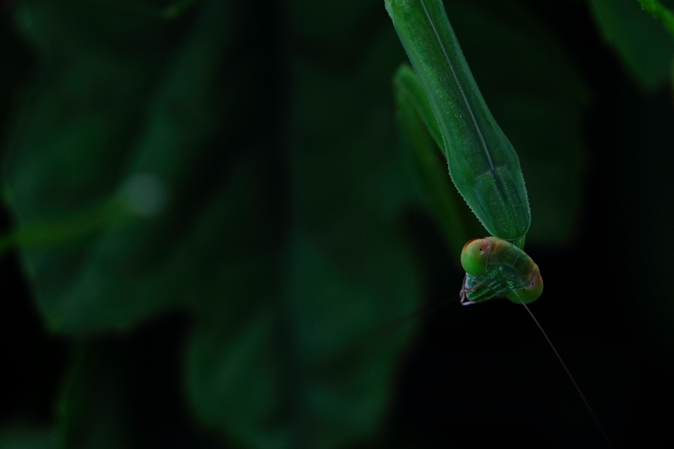 predator