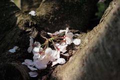 こんなとこにも桜