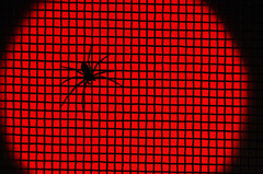 spider : red