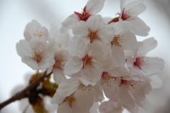 桜4