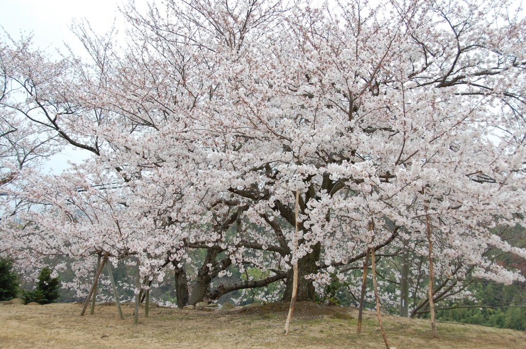 桜3